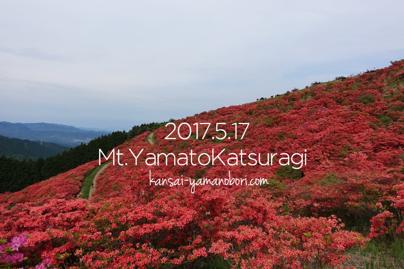 真っ赤なツツジの絨毯を見に大和葛城山へ17 5 17 やまのぼりブログ